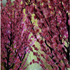 1714 Bloesemboom pink kunst 240cm