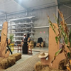 1758 Houten cactussen