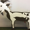 2324 Melkgeit  
