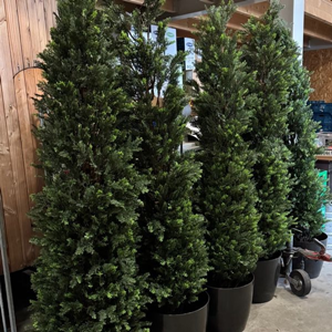 1717 Conifeer in pot ca.230cm levensecht (kunst) 1717 Conifeer in pot ca.230cm levensecht (kunst)