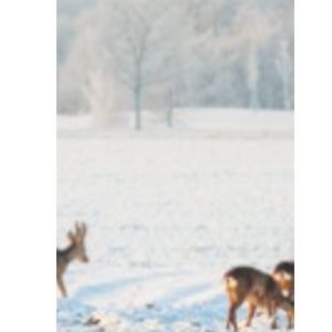 1888 Decorhek Reeën op de Veluwe