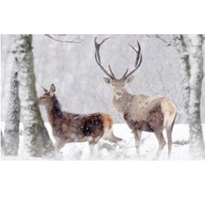 1886 Decorhek Hert op de Veluwe